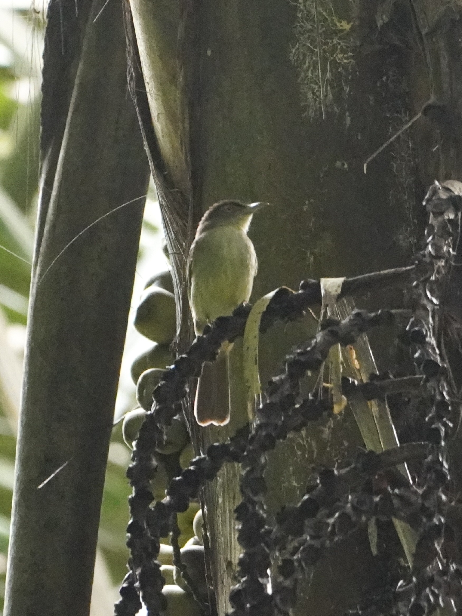 Buff-vented Bulbul (Iole crypta), photo 8