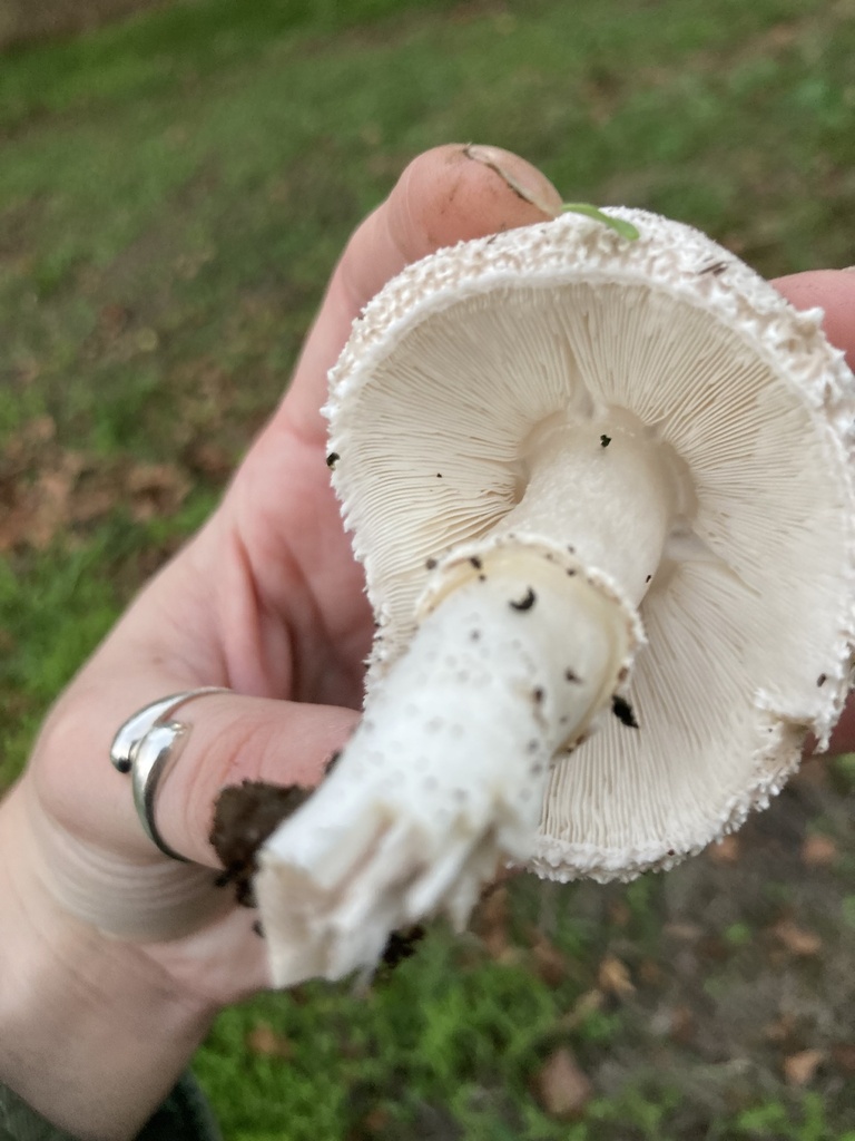 Leucocoprinus barssii · October 2025 · photo: © scheim (iNaturalist, cc-by-nc)