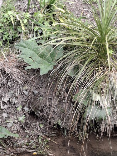 Gunnera tinctoria