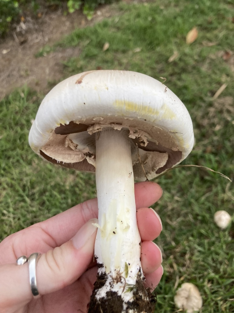 Agaricus xanthodermus · October 2025 · photo: © scheim (iNaturalist, cc-by-nc)