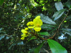 Acridocarpus natalitius