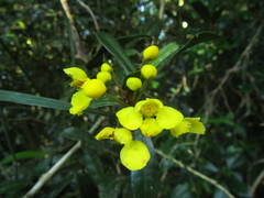 Acridocarpus natalitius