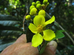 Acridocarpus natalitius