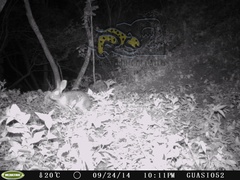 Sylvilagus cunicularius