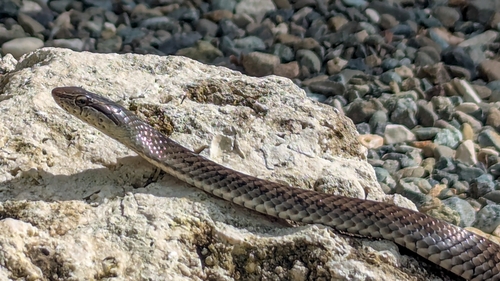Grand Cayman Racer