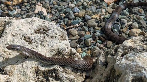 Grand Cayman Racer