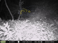 Sylvilagus cunicularius