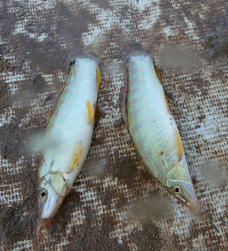 Tiger loach (Syncrossus helodes) — Cobitidae
