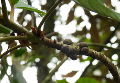 Ficus cuatrecasasiana