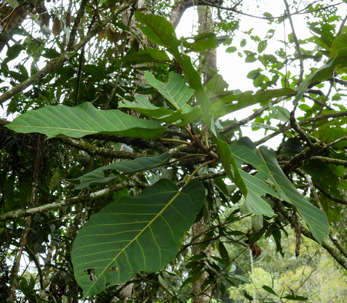 Ficus cuatrecasasiana, photograph 1