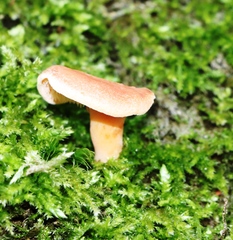 Phylloporus pelletieri