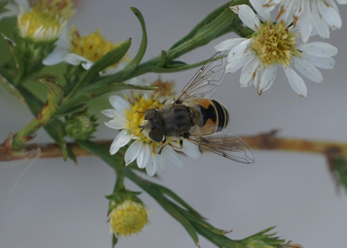 Unknown species found near Cook County, US-IL, US