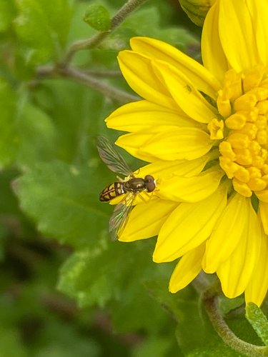 Unknown species found near Glenallan Ave, Silver Spring, MD, US
