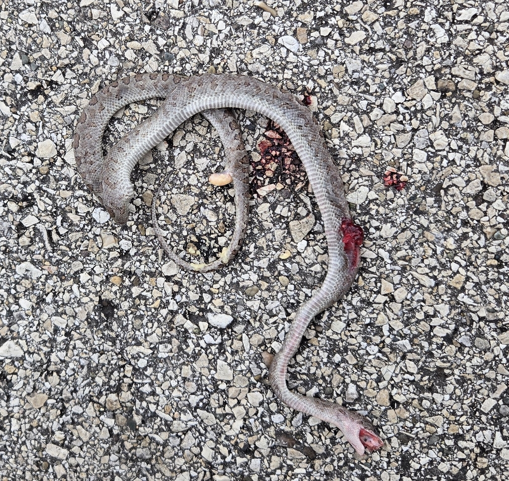 Ford’s Boa