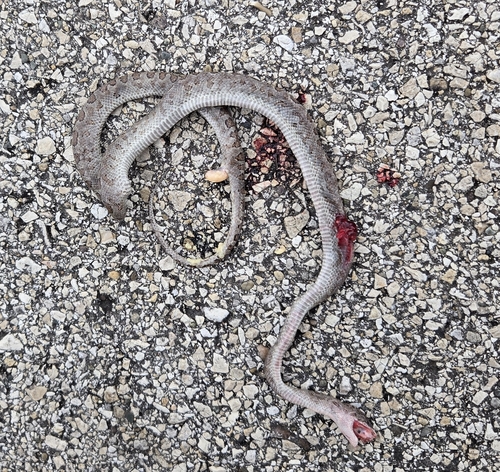 Ford's Boa, Chilabothrus fordii