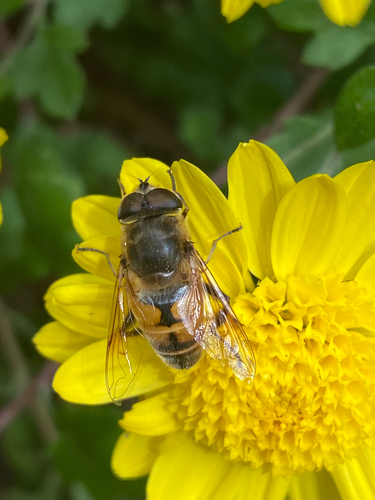 Unknown species found near Glenallan Ave, Silver Spring, MD, US