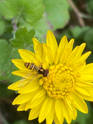 Unknown species found near Glenallan Ave, Silver Spring, MD, US