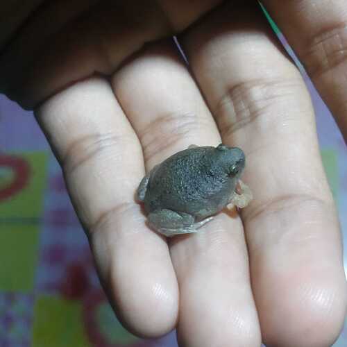 Blunt-headed Balloon Frog