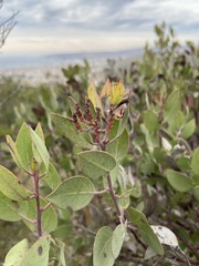 Arctostaphylos moranii