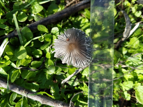 iNaturalist observation photo of Brittlestems and Allies