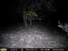 Odocoileus virginianus sinaloae