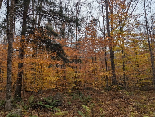 Calkins Brook Trail