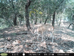Odocoileus virginianus sinaloae