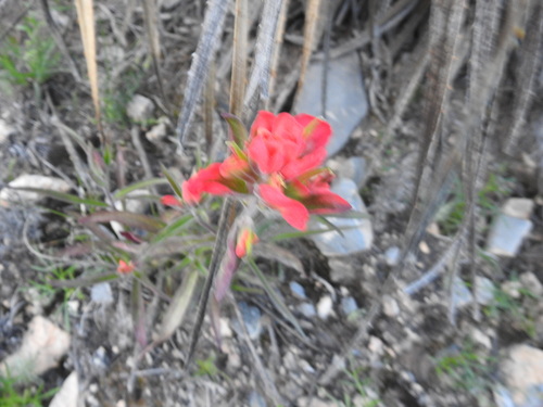 rigid paintbrush (Castilleja rigida)