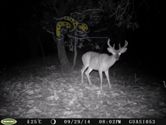 Odocoileus virginianus sinaloae