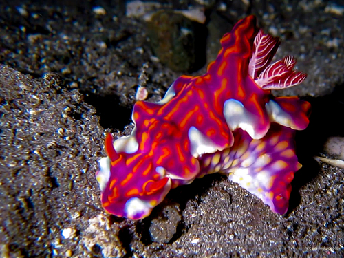 Miamira flavicostata — seen at this dive site