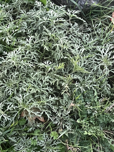 Silvery beachweed foliage
