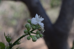 Cnidoscolus maculatus