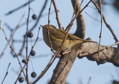 Phylloscopus collybita