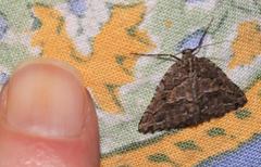 Hypotephrina