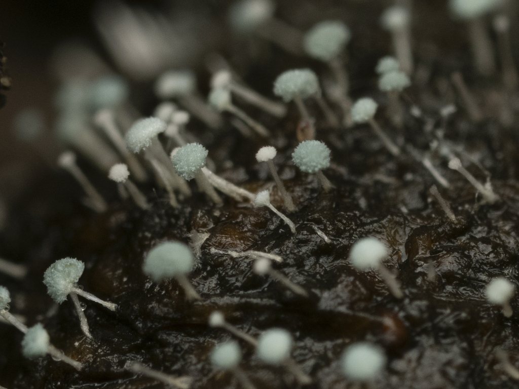 Penicillium coprobium