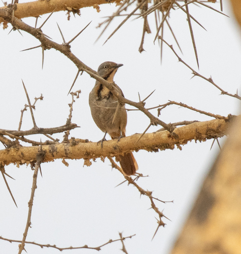 Collared Palm Thrush (Cichladusa arquata), photo 8