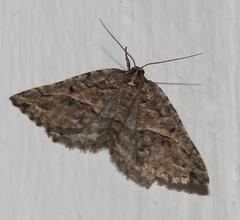 Hypotephrina