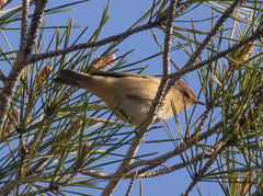 Phylloscopus collybita