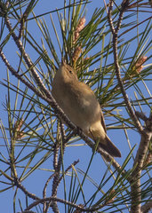 Phylloscopus collybita