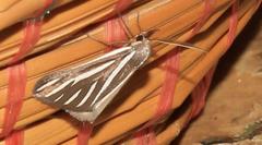 Pseudomaenas alcidata