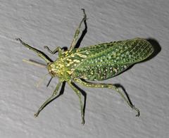 Physemacris variolosa
