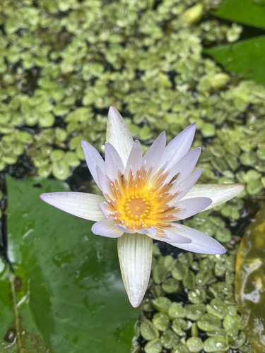 Nymphaea × daubenyana