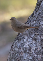 Phoenicurus ochruros