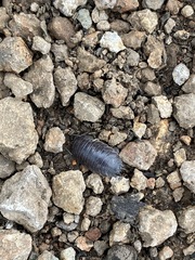 Porcellio laevis
