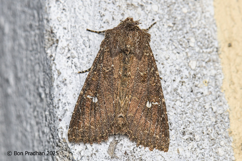 Lophotyna