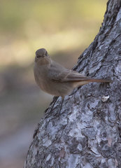 Phoenicurus ochruros