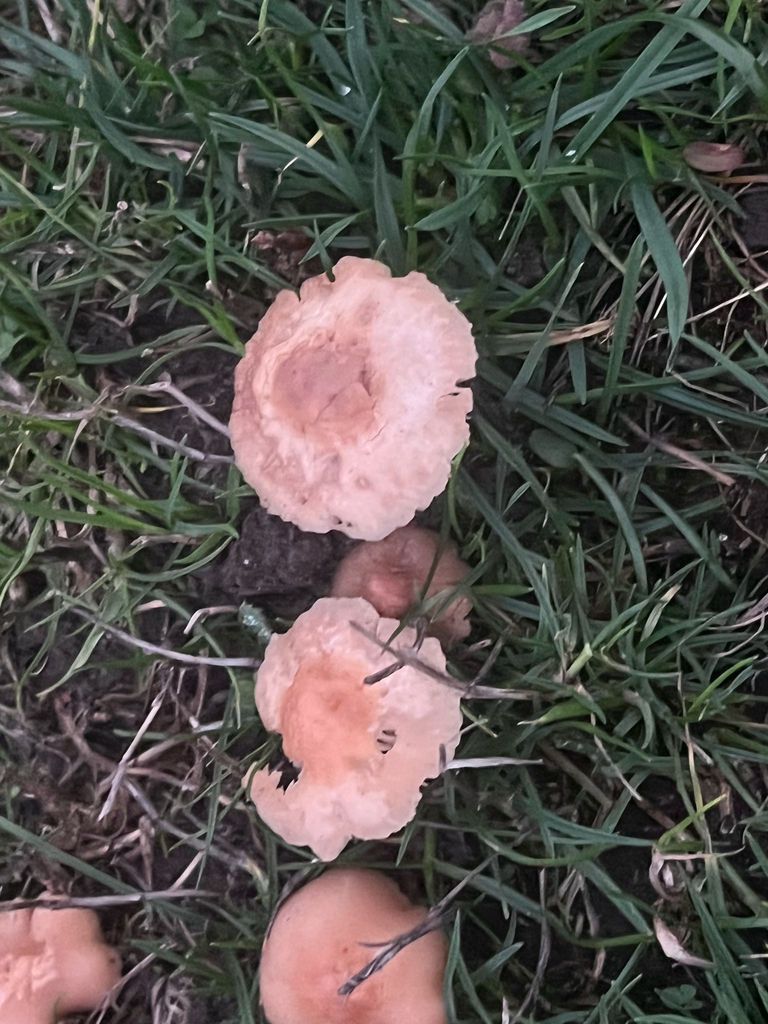 Marasmius oreades · October 2025 · photo: © rmcminds (iNaturalist, cc-by)