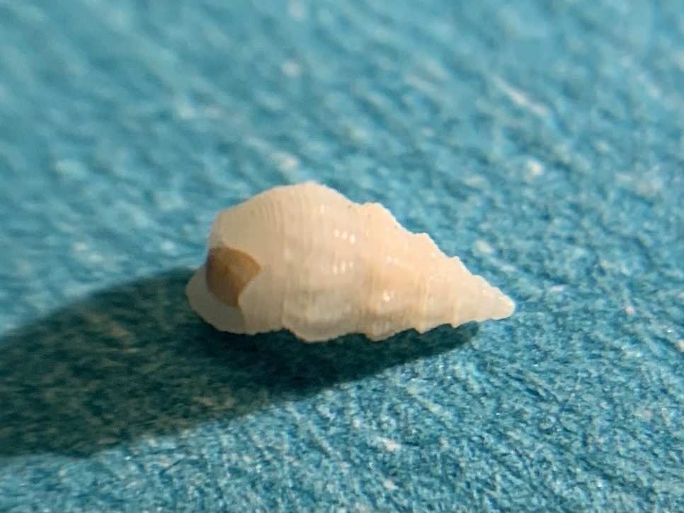 Bittium impendens