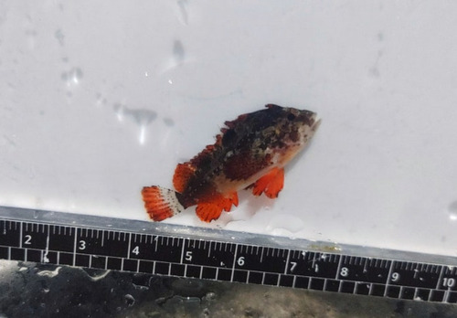 Redfin waspfish (Paracentropogon rubripinnis) — Tetrarogidae
