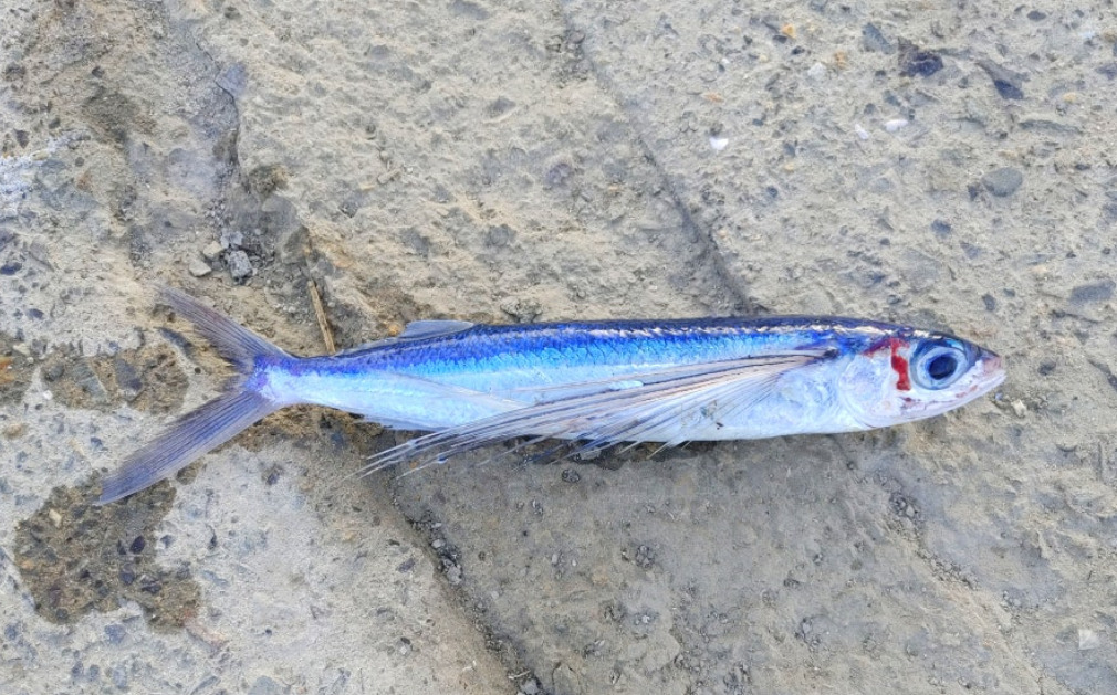 Japanese flyingfish (Cheilopogon agoo) — Exocoetidae